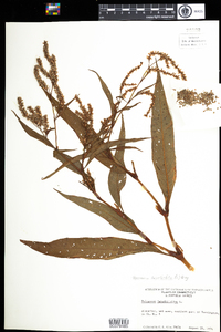 Polygonum lapathifolium image