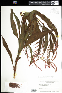 Polygonum lapathifolium image