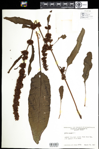 Rumex crispus image