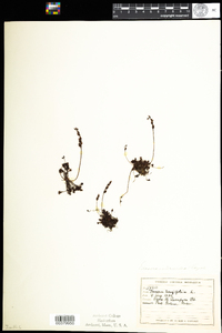 Drosera intermedia image