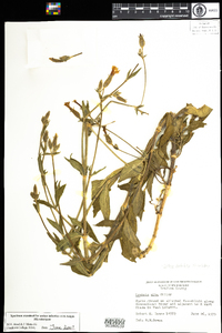 Silene latifolia image