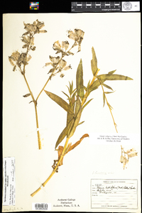 Silene vulgaris image