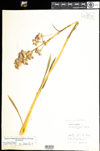 Lychnis viscaria image