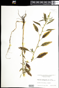 Amaranthus tuberculatus image