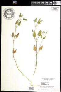 Atriplex prostrata image