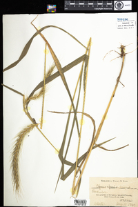 Elymus riparius image