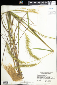 Elymus canadensis image