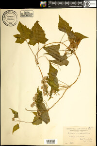 Mikania scandens image