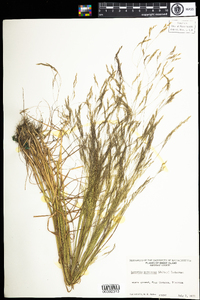 Agrostis perennans image