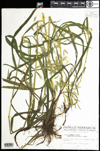 Bromus inermis image