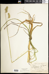 Dactylis glomerata image