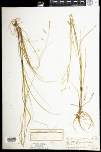 Danthonia compressa image