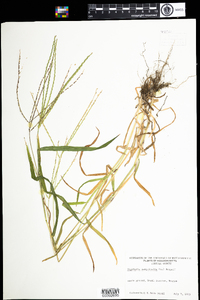 Digitaria sanguinalis image