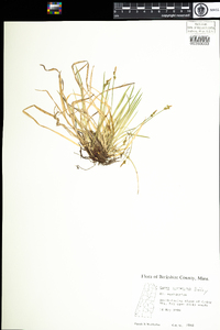 Carex communis image