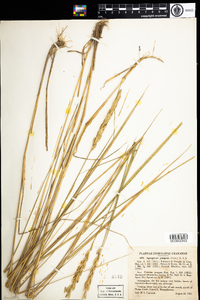 Elymus repens image