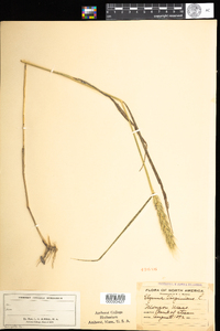 Elymus virginicus image