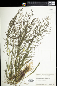 Eragrostis pectinacea image