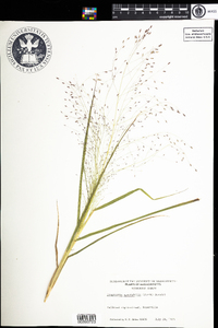 Eragrostis spectabilis image