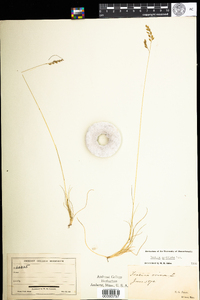 Festuca filiformis image