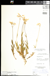 Silene vulgaris image