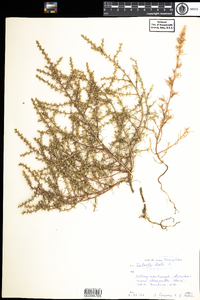 Salsola kali image