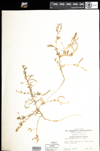 Suaeda maritima image