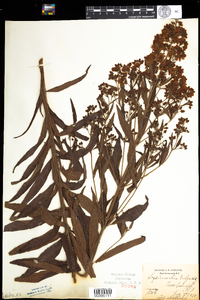 Lysimachia vulgaris image