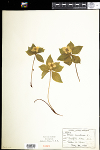 Cornus canadensis image