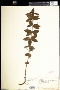 Lysimachia quadrifolia image