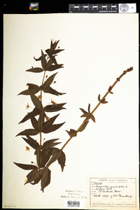 Lysimachia quadrifolia image