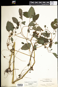 Cuscuta gronovii image