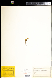 Diapensia lapponica image