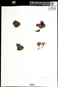 Diapensia lapponica image