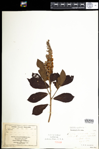 Clethra alnifolia image