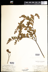 Chamaedaphne calyculata image