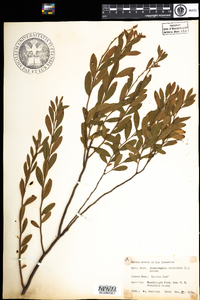 Chamaedaphne calyculata image