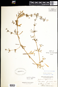 Galium aparine image