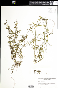 Galium aparine image