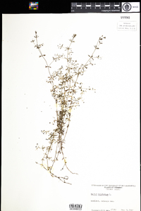 Galium tinctorium image