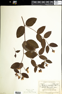 Apocynum androsaemifolium image