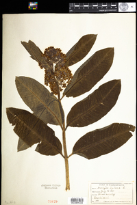 Asclepias syriaca image