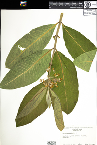 Asclepias syriaca image