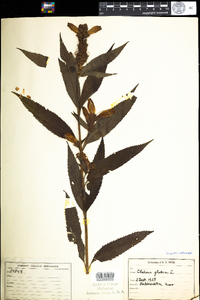 Chelone glabra image