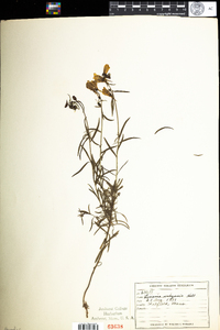 Linaria vulgaris image