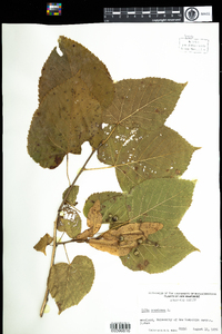 Tilia americana image