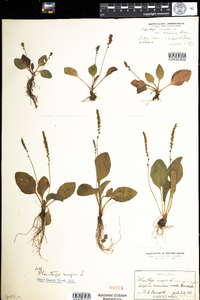 Plantago major image