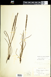 Plantago maritima var. juncoides image