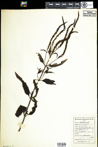 Pseudolysimachion longifolium image