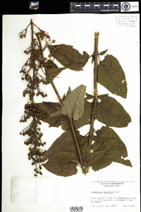 Scrophularia lanceolata image