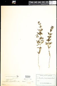 Trichostema brachiatum image